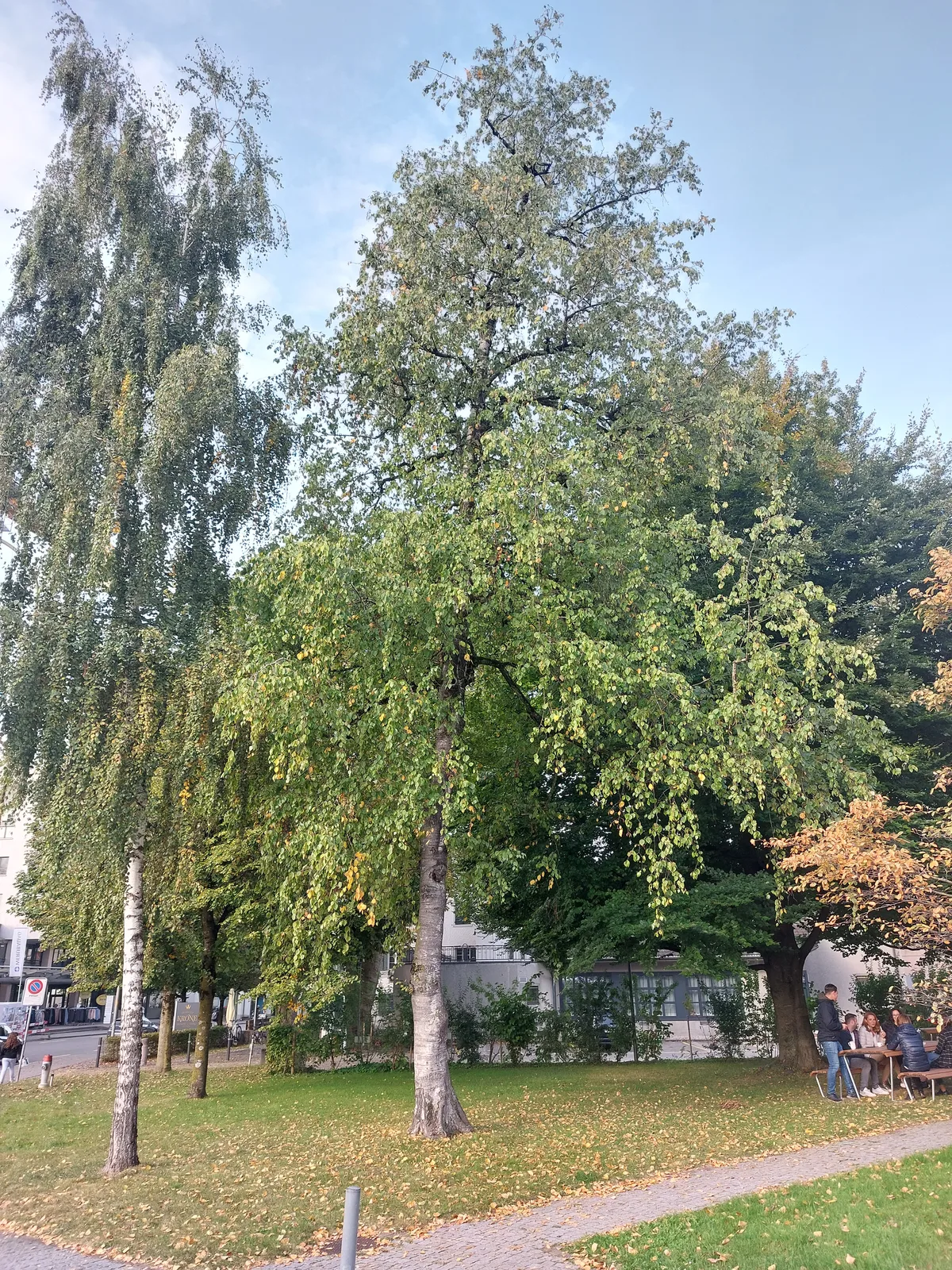 Die beiden kranken Birken stellen ein Sicherheitsrisiko dar. Man sieht eine Birke vor dem Wetziker Stadthaus.